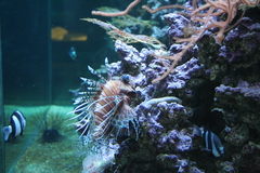 Killikus&reg; Fotographie